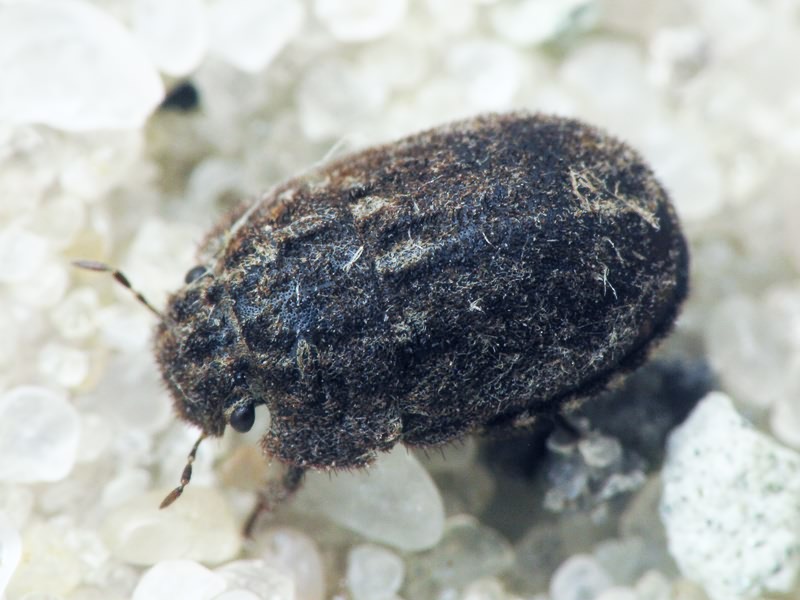 Odontoscelis (Obscuromorpha) hispidula (Jakovlev, 1874)